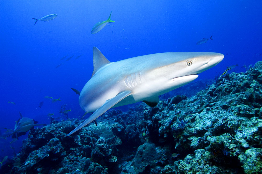 Carcharhinus perezi Caribbean reef shark 2