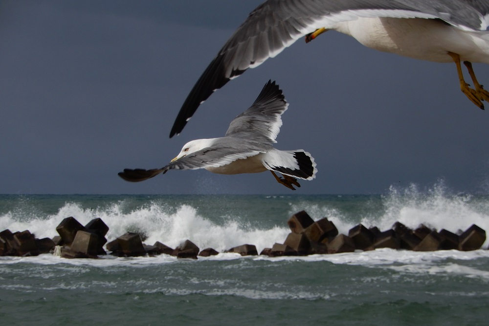 beach sea bird wing wave animal seabird seagull gull flight natural wild animal free vertebrate albatross sea gull charadriiformes wind wave 1193092
