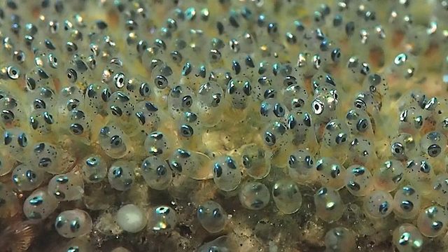 H7Nwa.OvCc.1 small Googly eyed anemone fish eg