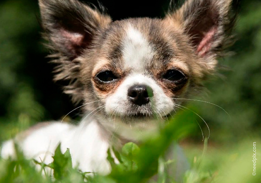 Chihuahua puppy4