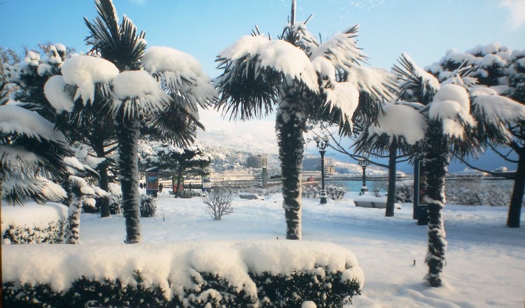 palmi sneg
